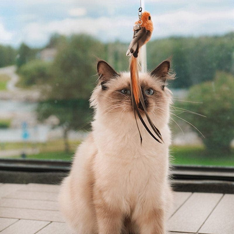 Fjäderbågen™ – Aktiverar din katt på nolltid