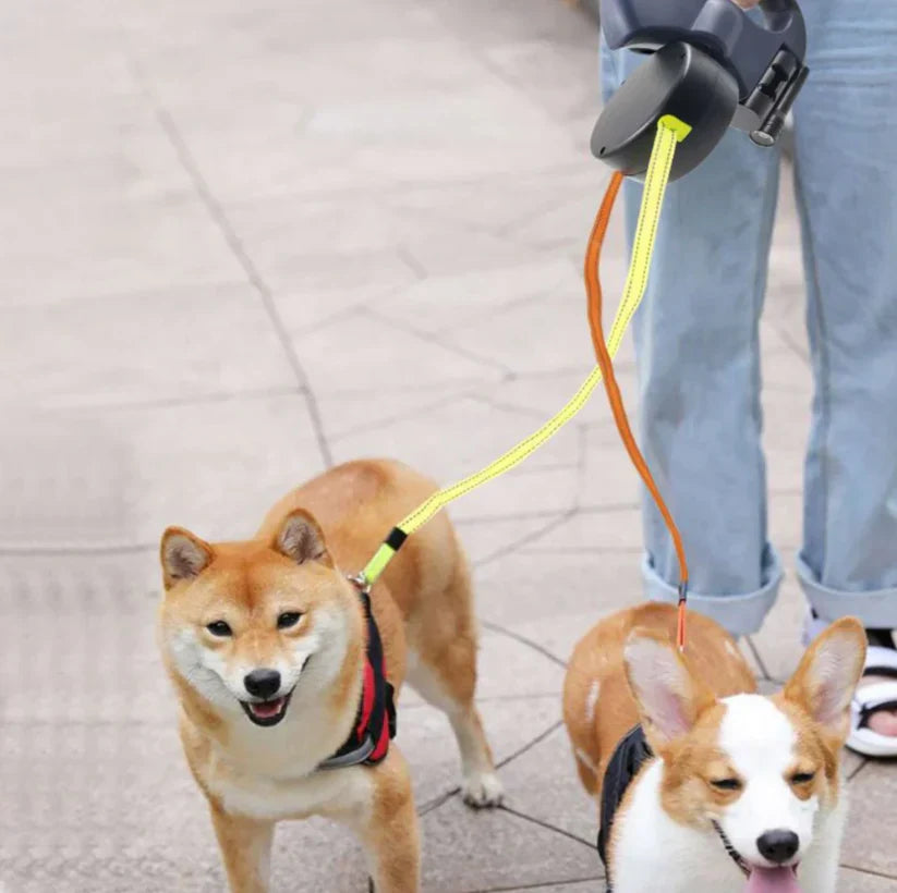 TassStig™ – Att rasta din hund har aldrig varit enklare!